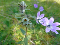 Alkanna corcyrensis