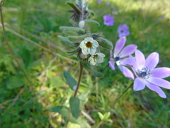 Alkanna corcyrensis