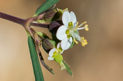 Euphorbia florida