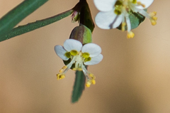 Euphorbia florida