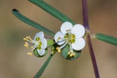 Euphorbia florida