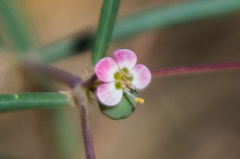 Euphorbia florida