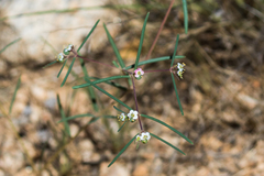 Euphorbia florida
