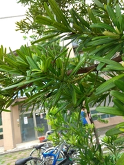 Podocarpus costalis