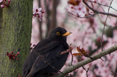 Turdus merula