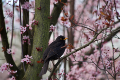Turdus merula