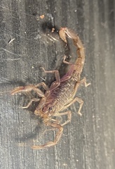 Paravaejovis spinigerus