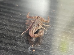 Paravaejovis spinigerus