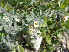 Alkanna corcyrensis