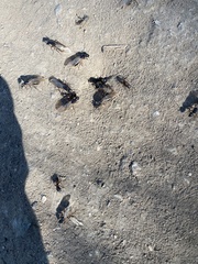 Camponotus maritimus