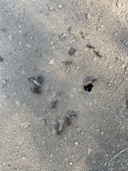 Camponotus maritimus