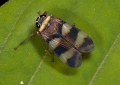 Licontinia introducens