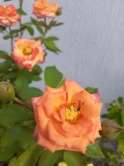 Rosa