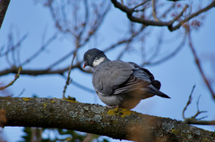 Columba palumbus