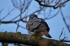 Columba palumbus