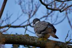 Columba palumbus