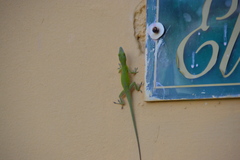 Anolis allisoni