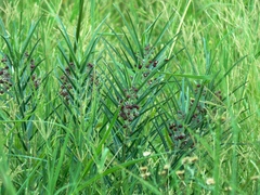 Asclepias brachystephana