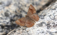 Calephelis arizonensis