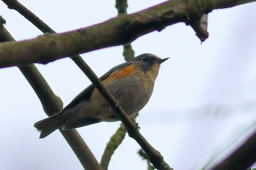 Ruiseñor coliazul (Tarsiger cyanurus)