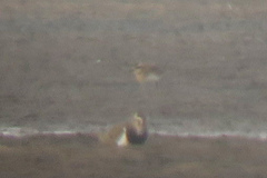 Charadrius asiaticus