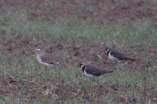 Avefría sociable (Vanellus gregarius)