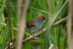 Synallaxis albigularis