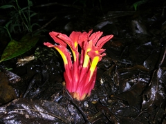 Etlingera coccinea
