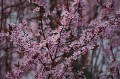 Prunus cerasifera