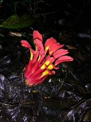 Etlingera coccinea