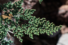 Argyrochosma limitanea