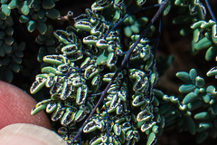 Argyrochosma limitanea