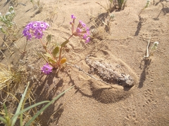 Phrynosoma goodei