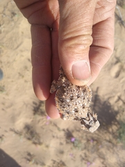 Phrynosoma goodei