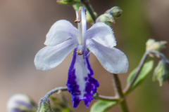 Trichostema arizonicum