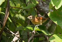 Synallaxis albigularis