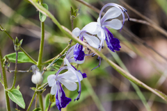 Trichostema arizonicum