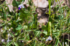 Trichostema arizonicum