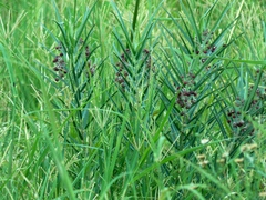 Asclepias brachystephana