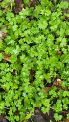 Ranunculus platensis