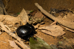 Holocephalus eridanus