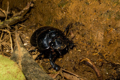 Holocephalus eridanus