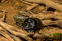 Holocephalus eridanus