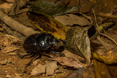 Holocephalus eridanus