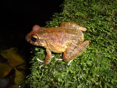 Craugastor aurilegulus