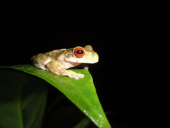 Atlantihyla spinipollex