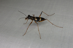 Distipsidera