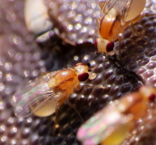 Cadrema pallida observed 2017-11-12