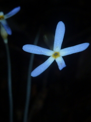 Voyria tenella