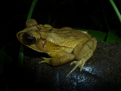 Incilius leucomyos